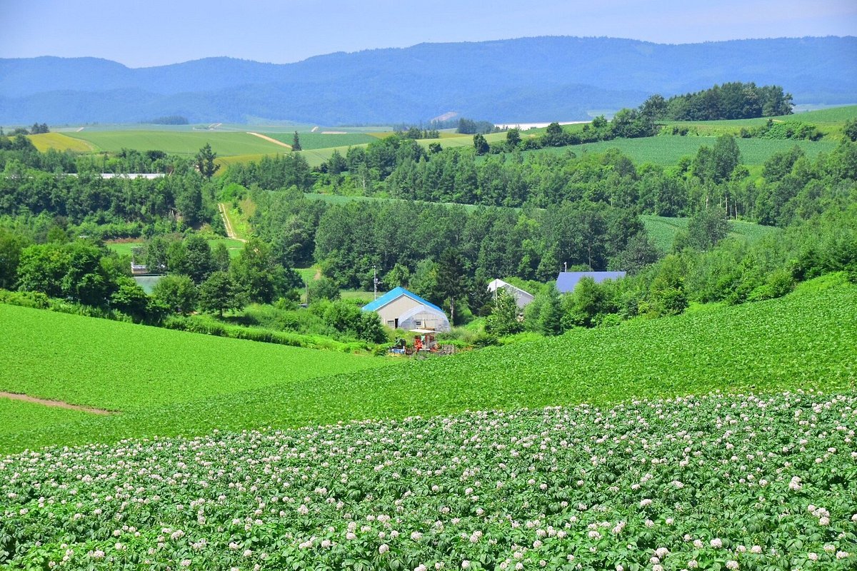 🏞️ 신에이 언덕 전망공원(신에이노오카 텐보코엔) 이미지 3